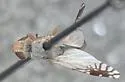 Trupanea mevarna - photo 2