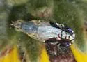 Trupanea nigricornis - photo 2