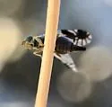 Trupanea nigricornis - photo 3