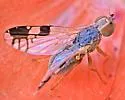 Trupanea nigricornis - photo 5