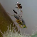 Trupanea pseudovicina - Trupanea pseudovicina