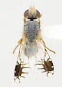 Trupanea pseudovicina - photo 2