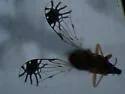 Trupanea radifera - Trupanea radifera