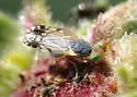 Trupanea signata