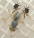 Trupanea texana