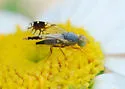 Trupanea vicina - Trupanea vicina
