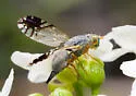 Trupanea vicina - photo 4
