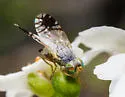 Trupanea vicina - photo 5