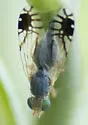 Trupanea wheeleri - photo 4