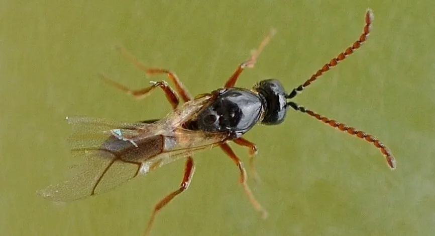 Trybliographa rapae - photo 2
