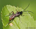 Trychosis similis