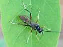 Trychosis similis - photo 2