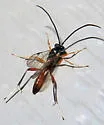 Trychosis similis - photo 3