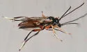 Trychosis similis - photo 4