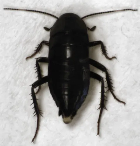 Tryonicid Cockroaches - Tryonicidae