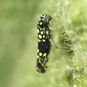 Trypanalebra balli - Trypanalebra balli