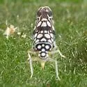 Trypanalebra balli - photo 4