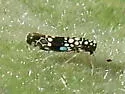 Trypanalebra maculata