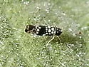 Trypanalebra maculata - photo 2