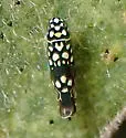 Trypanalebra maculata - photo 3