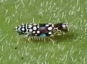 Trypanalebra maculata - photo 4