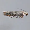 Trypanisma prudens - Hodges#1841