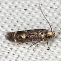 Trypanisma prudens - Hodges#1841 - photo 2