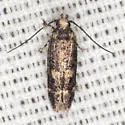Trypanisma prudens - Hodges#1841 - photo 3