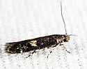 Trypanisma prudens - Hodges#1841 - photo 4