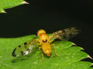 Trypeta artemisiae - Trypeta artemisiae
