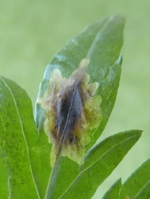 Trypeta artemisiae - photo 6