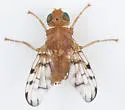 Trypeta flaveola - photo 2