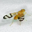 Trypeta flaveola - photo 4