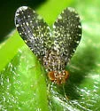 Trypetisoma sticticum