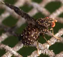 Trypetisoma sticticum - photo 2