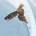 Trypetisoma sticticum - photo 3