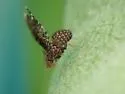 Trypetisoma sticticum - photo 4