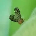 Trypetisoma sticticum - photo 5