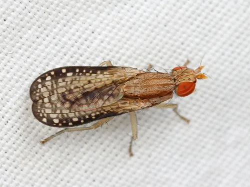 Trypetoptera canadensis