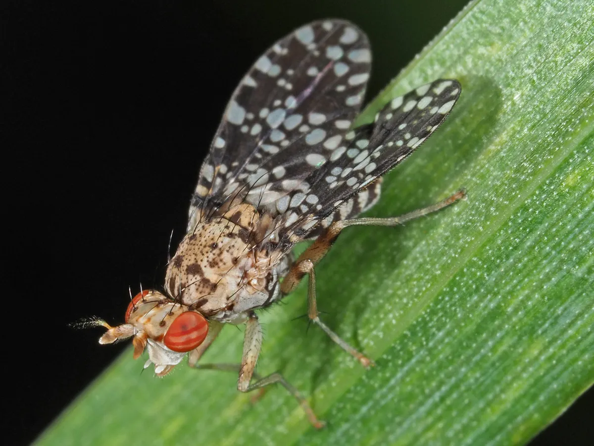 Trypetoptera punctulata - photo 3