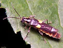 Trypherus frisoni - Trypherus frisoni