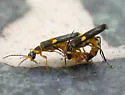 Trypherus frisoni - photo 2