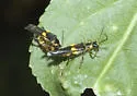 Trypherus latipennis