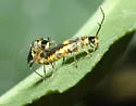 Trypherus latipennis - photo 2