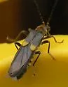 Trypherus latipennis - photo 3
