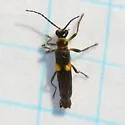 Trypherus latipennis - photo 4