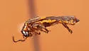 Trypherus latipennis - photo 5