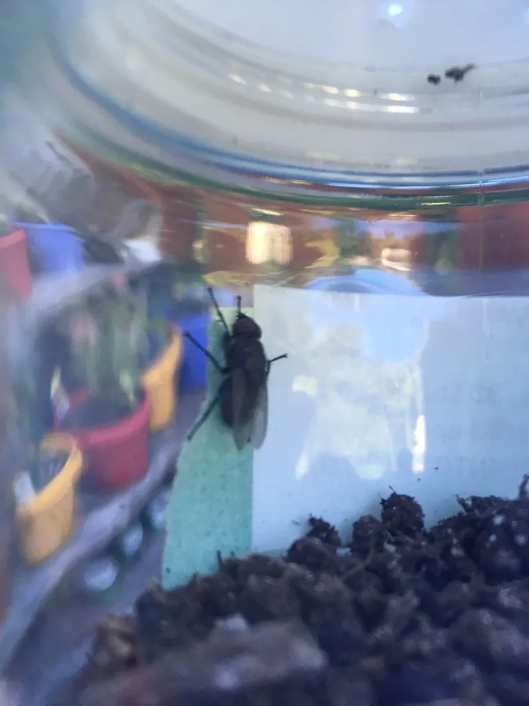 Trypocalliphora braueri - photo 2