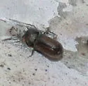 Trypodendron betulae