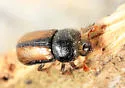 Trypodendron betulae - photo 2